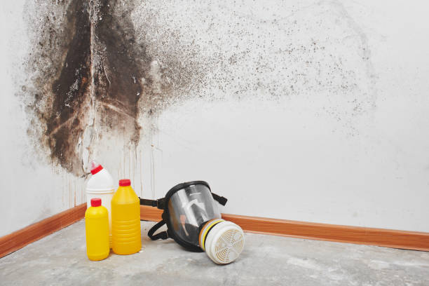 Best Residential Mold Removal  in Wyldwood, TX