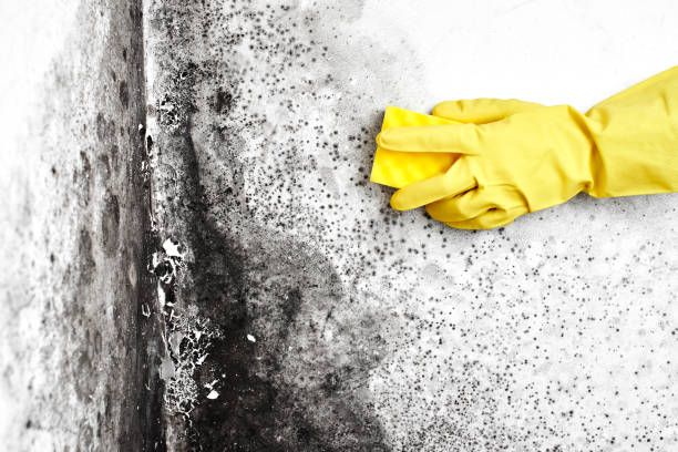 Best Black Mold Removal  in Wyldwood, TX