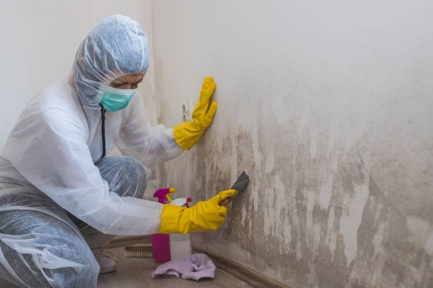 Best Emergency Mold Removal  in Wyldwood, TX