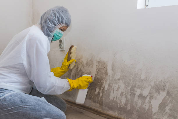 Best Mold Testing  in Wyldwood, TX