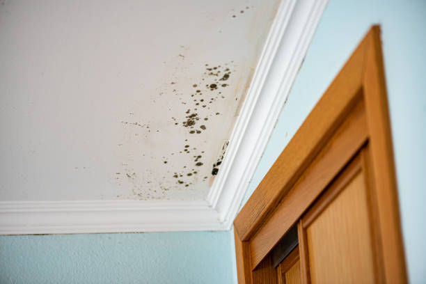 Best Crawl Space Mold Removal  in Wyldwood, TX