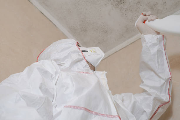 Best Affordable Mold Removal  in Wyldwood, TX