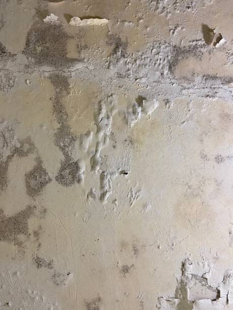 Best Mold Removal Near Me  in Wyldwood, TX