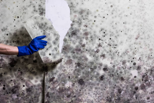 Best Attic Mold Removal  in Wyldwood, TX
